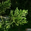 Juniperus virginiana Fastigiata -- Virginischer Wacholder 'Fastigiata'